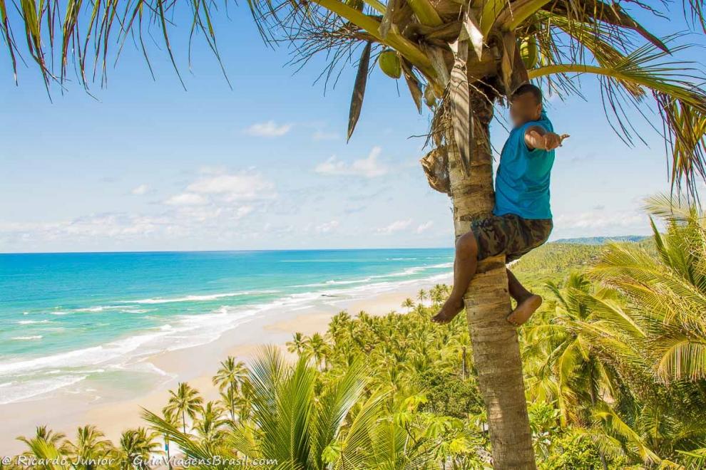 Imagem de um homem no alto do coqueiro na Praia de Itacarezinho.